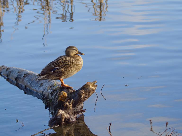 vibrant bird in palestine
