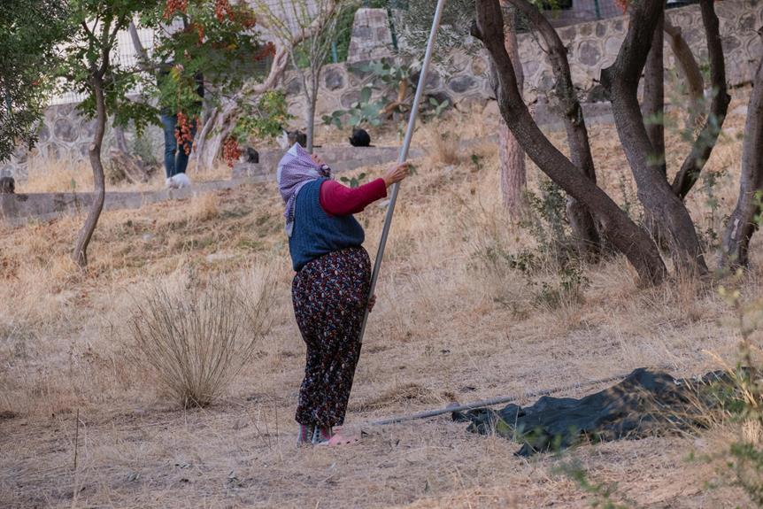 olive harvest nostalgia vibes