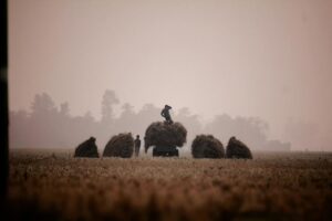 comedian aubrey plaza s heritage