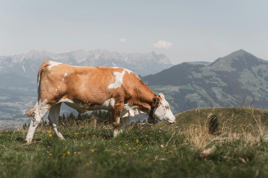 high resolution wallpaper of palestine